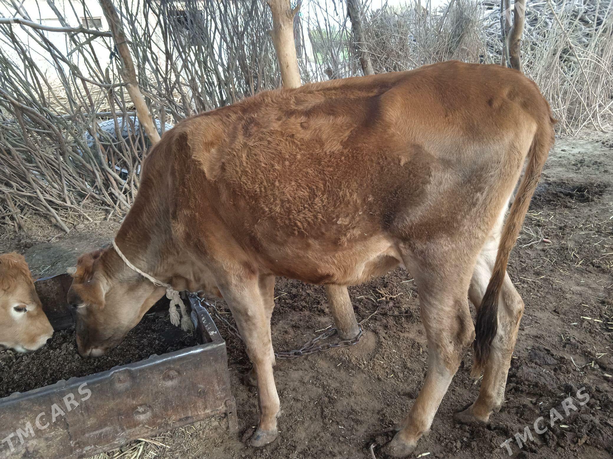 tuwe iki - Babadaýhan - img 2