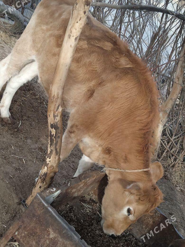 tuwe iki - Babadaýhan - img 3