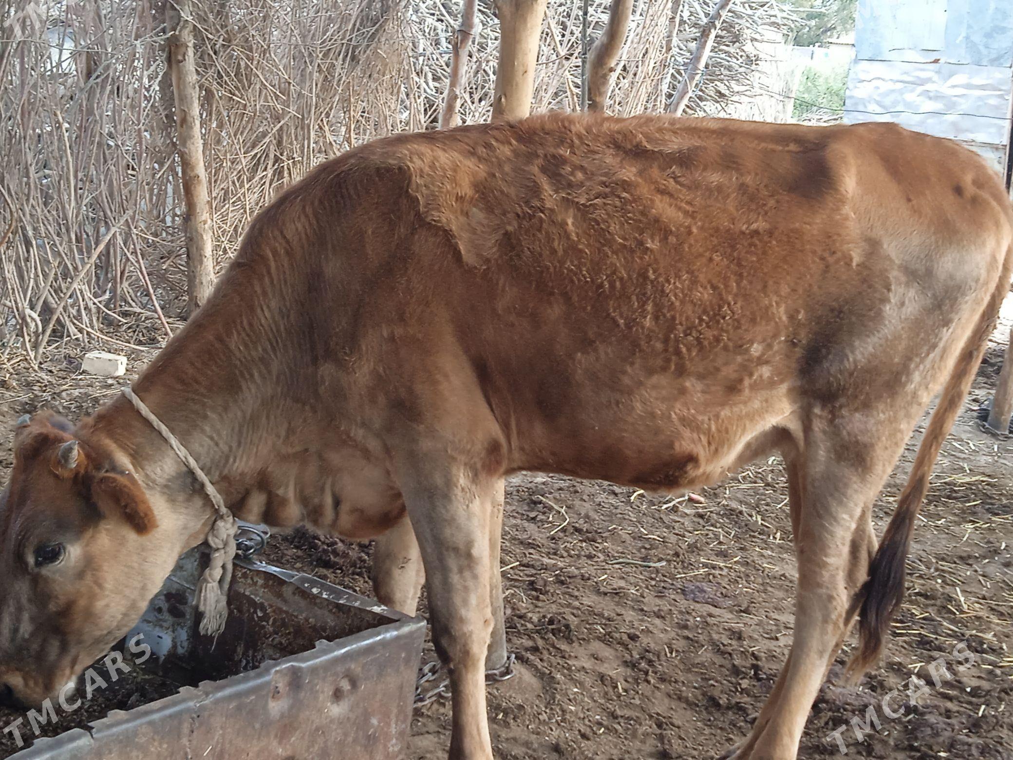 tuwe iki - Babadaýhan - img 4