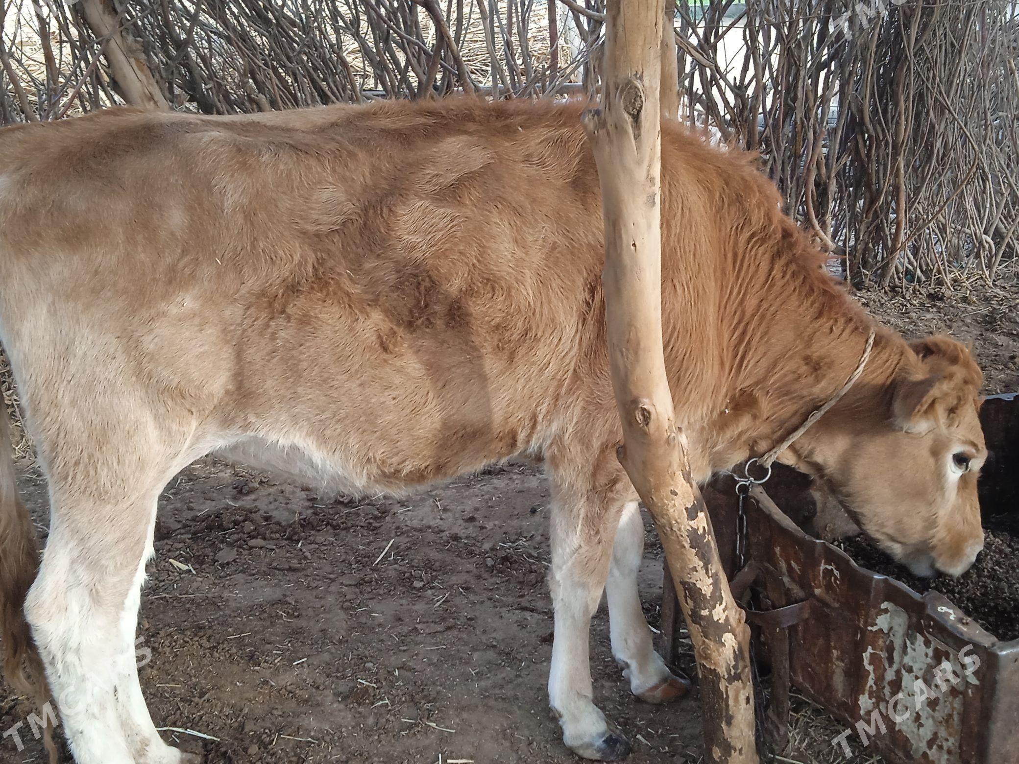 tuwe iki - Babadaýhan - img 5