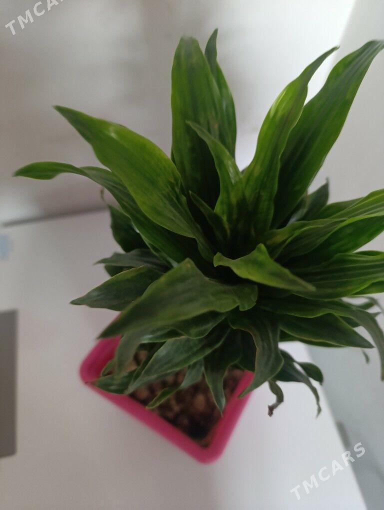 Драцена душистая - 30 mkr - img 6