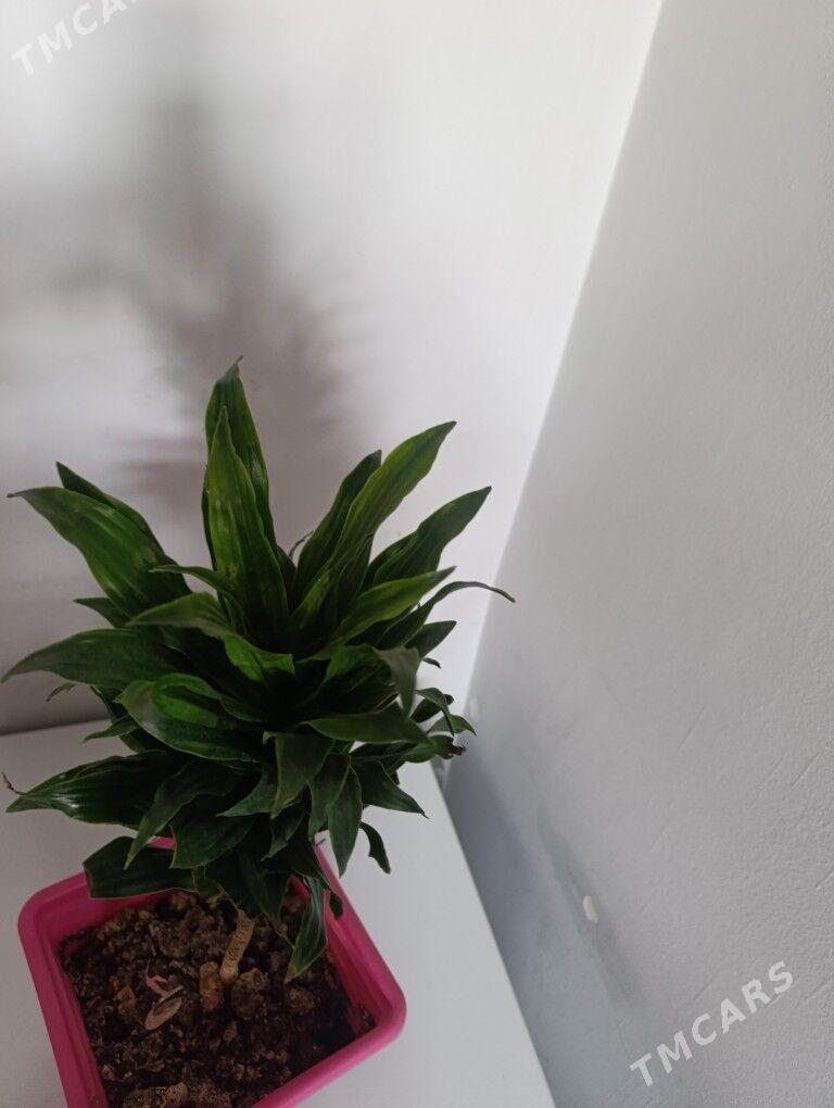 Драцена душистая - 30 mkr - img 2