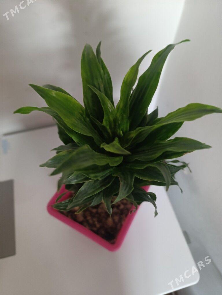 Драцена душистая - 30 mkr - img 4