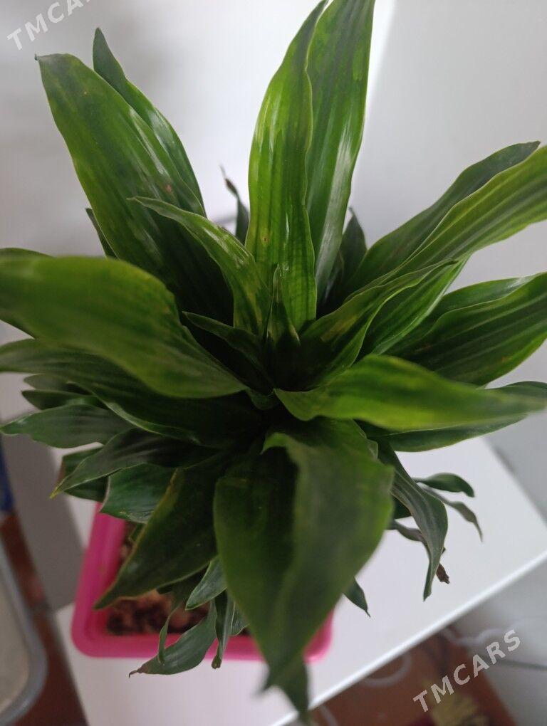 Драцена душистая - 30 mkr - img 3