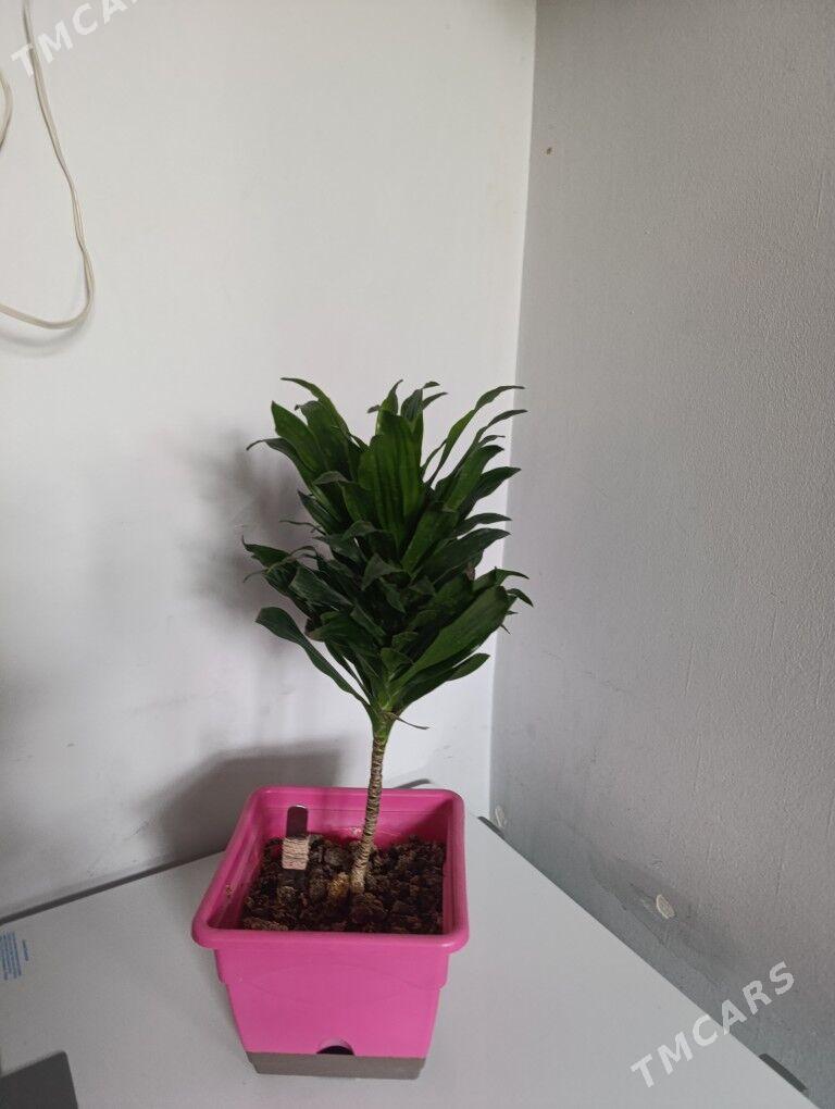 Драцена душистая - 30 mkr - img 5