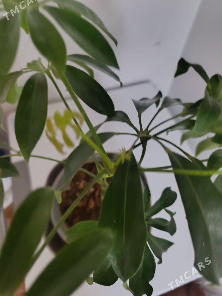 Шефлера - 30 mkr - img 9