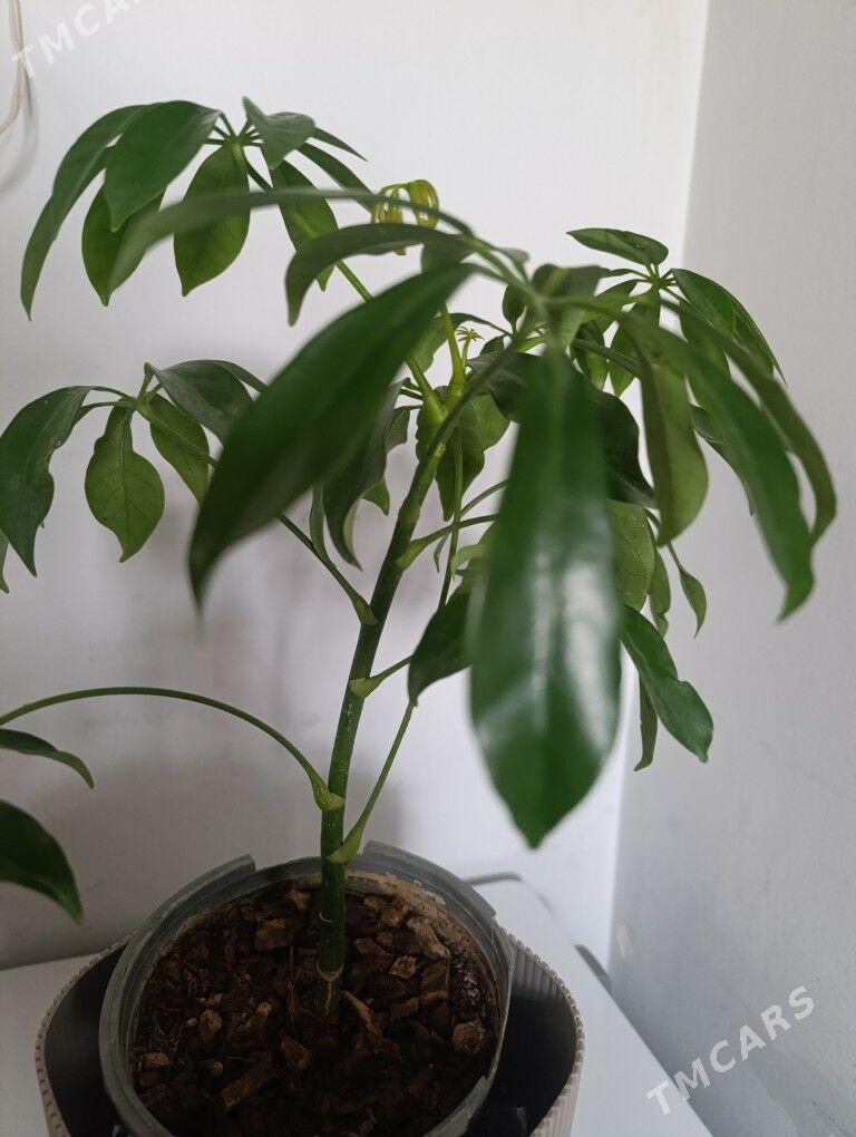 Шефлера - 30 mkr - img 3