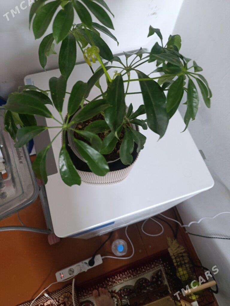 Шефлера - 30 mkr - img 5