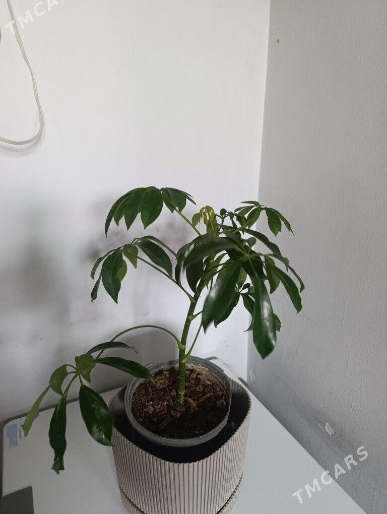 Шефлера - 30 mkr - img 4