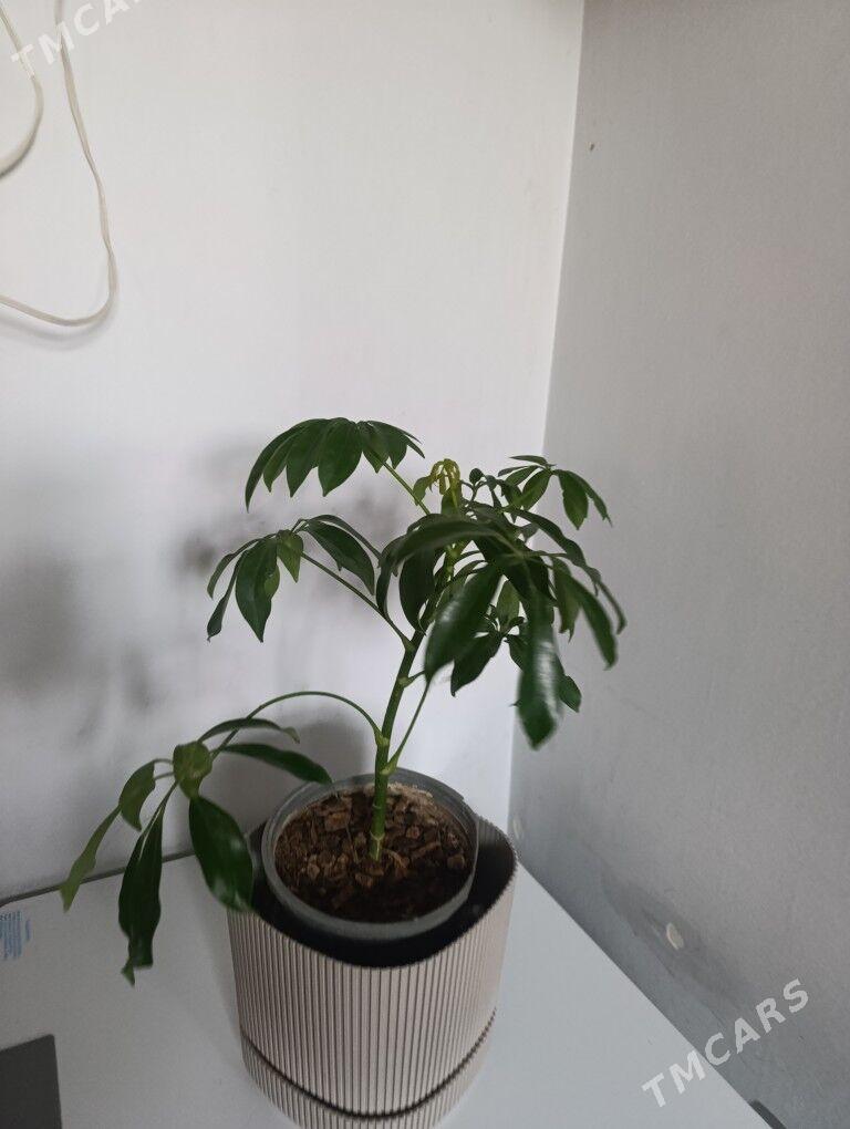 Шефлера - 30 mkr - img 7