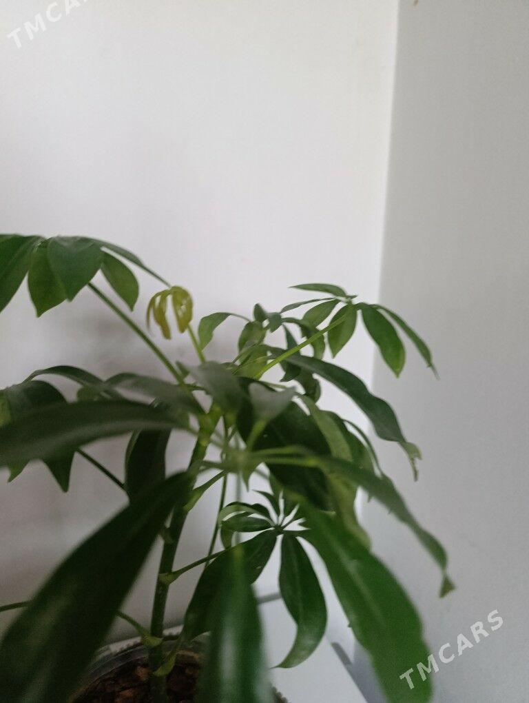 Шефлера - 30 mkr - img 2