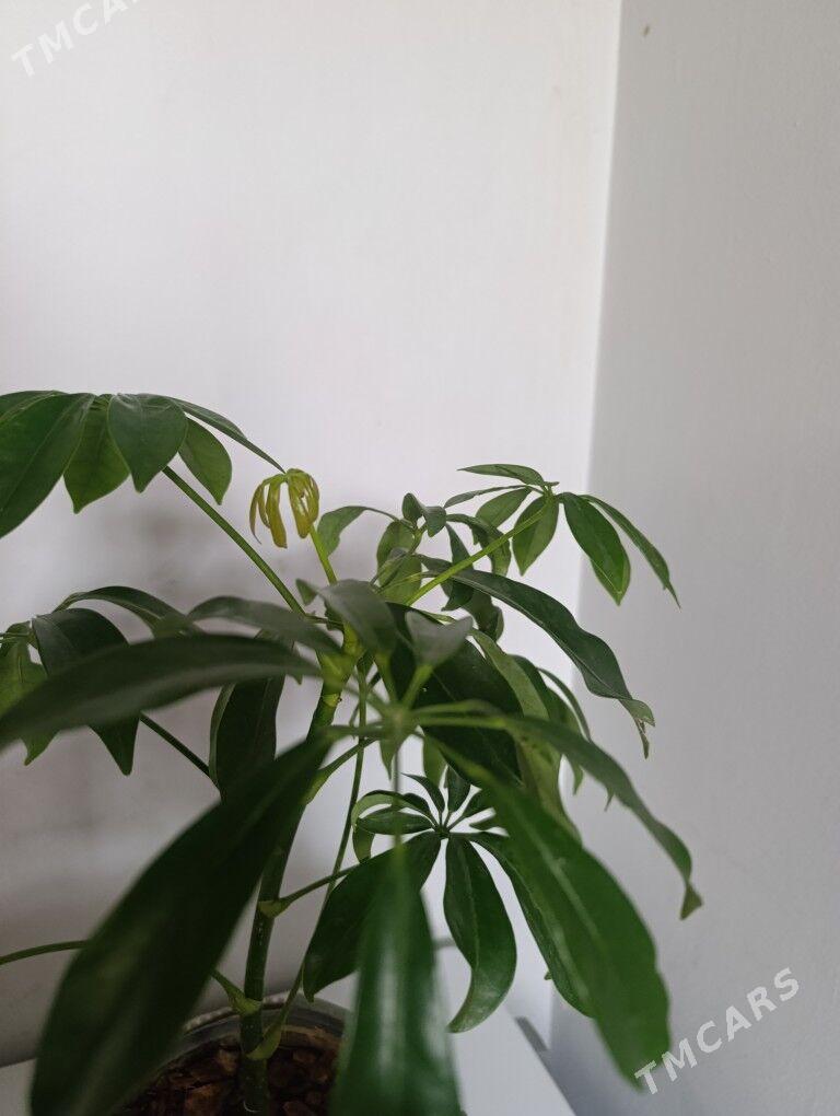 Шефлера - 30 mkr - img 6