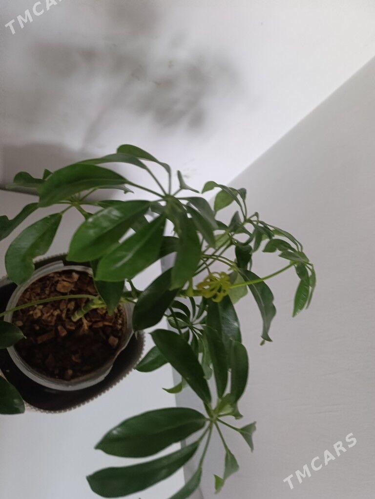 Шефлера - 30 mkr - img 8