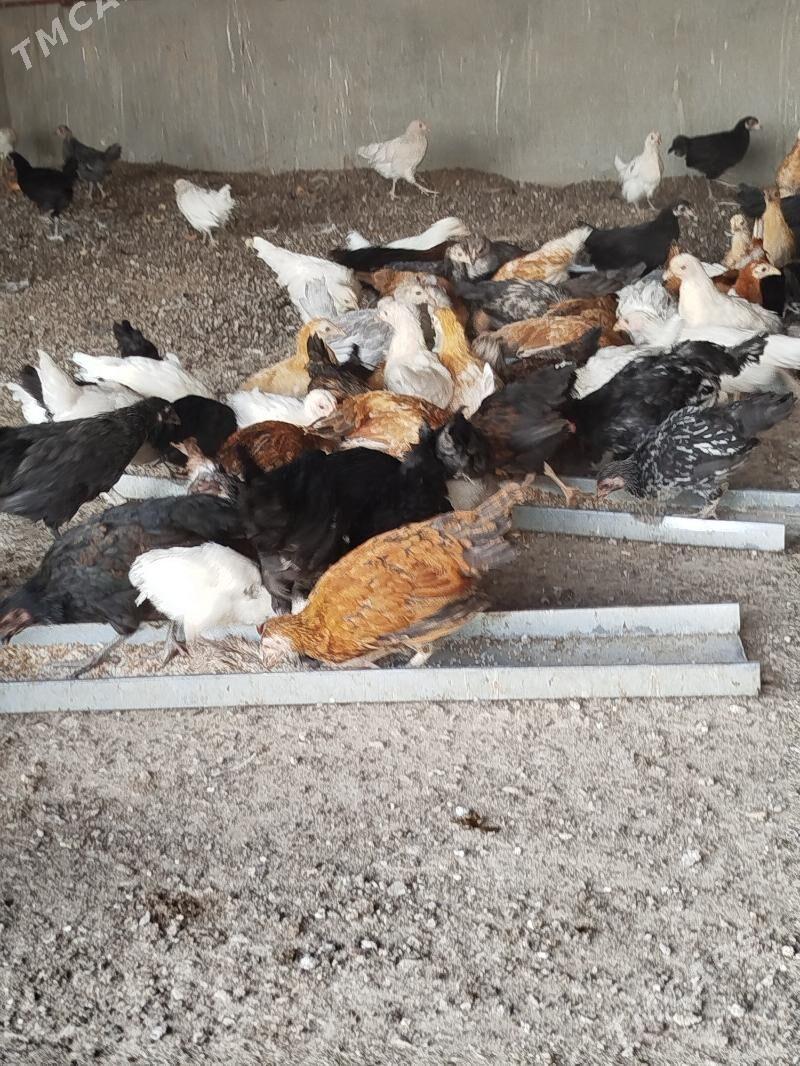 juyje - Мары - img 2