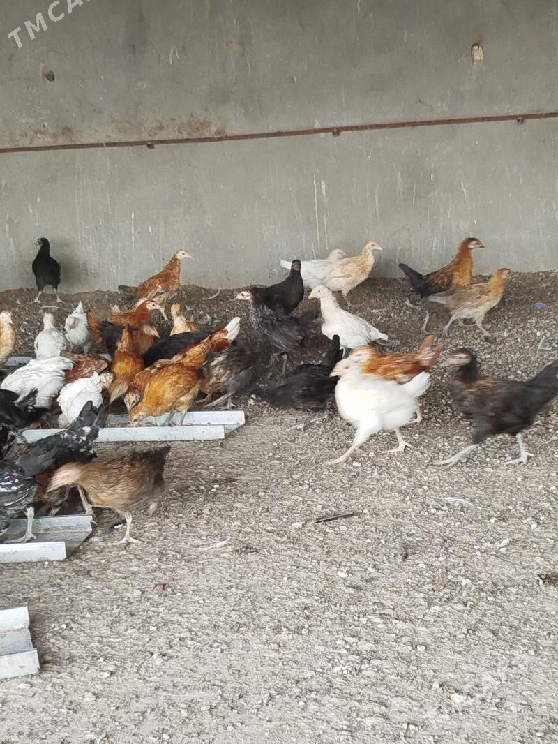 juyje - Мары - img 3