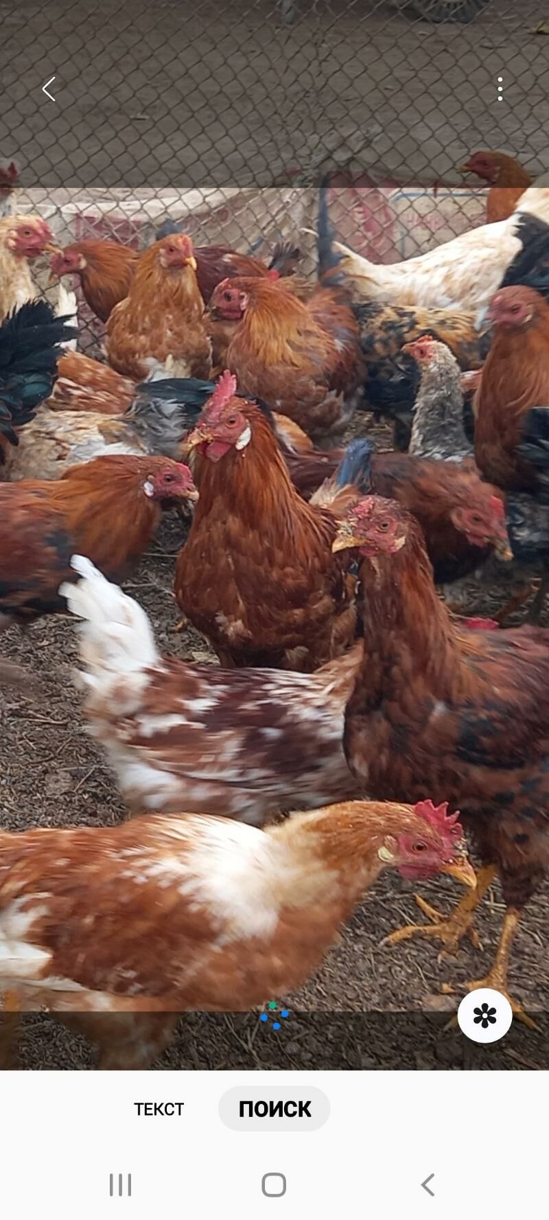 ХОРАЗ - Каракумский этрап - img 1