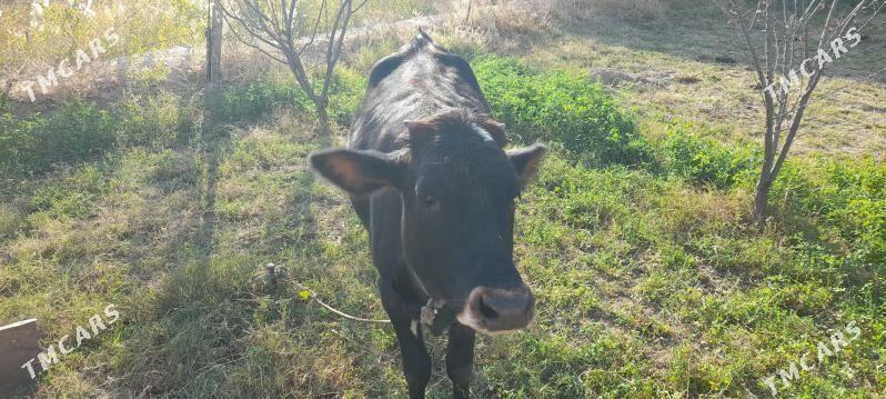 Sagdyn   unajyn. - Чарджоу - img 3