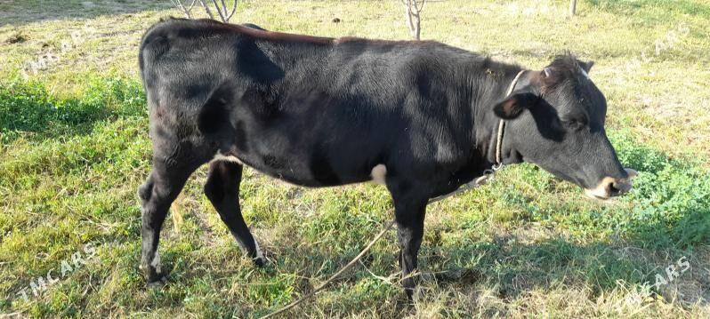 Sagdyn unajyn. - Чарджоу - img 1