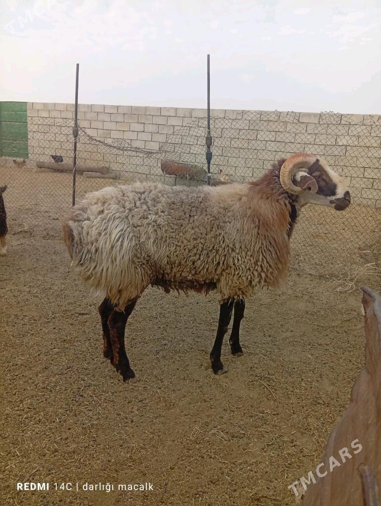 Goç - Etrek - img 4