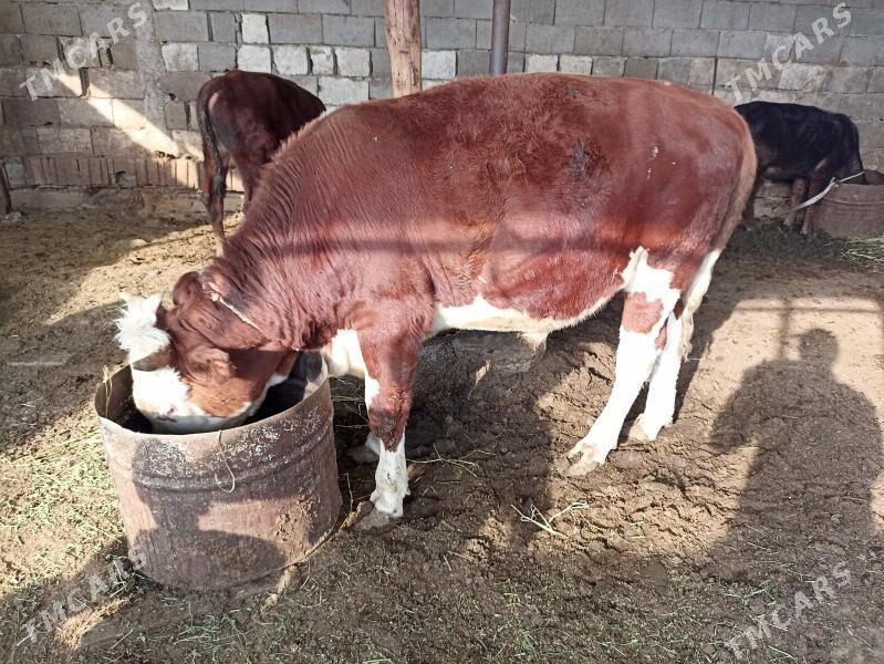 öküz - Garadamak - img 2