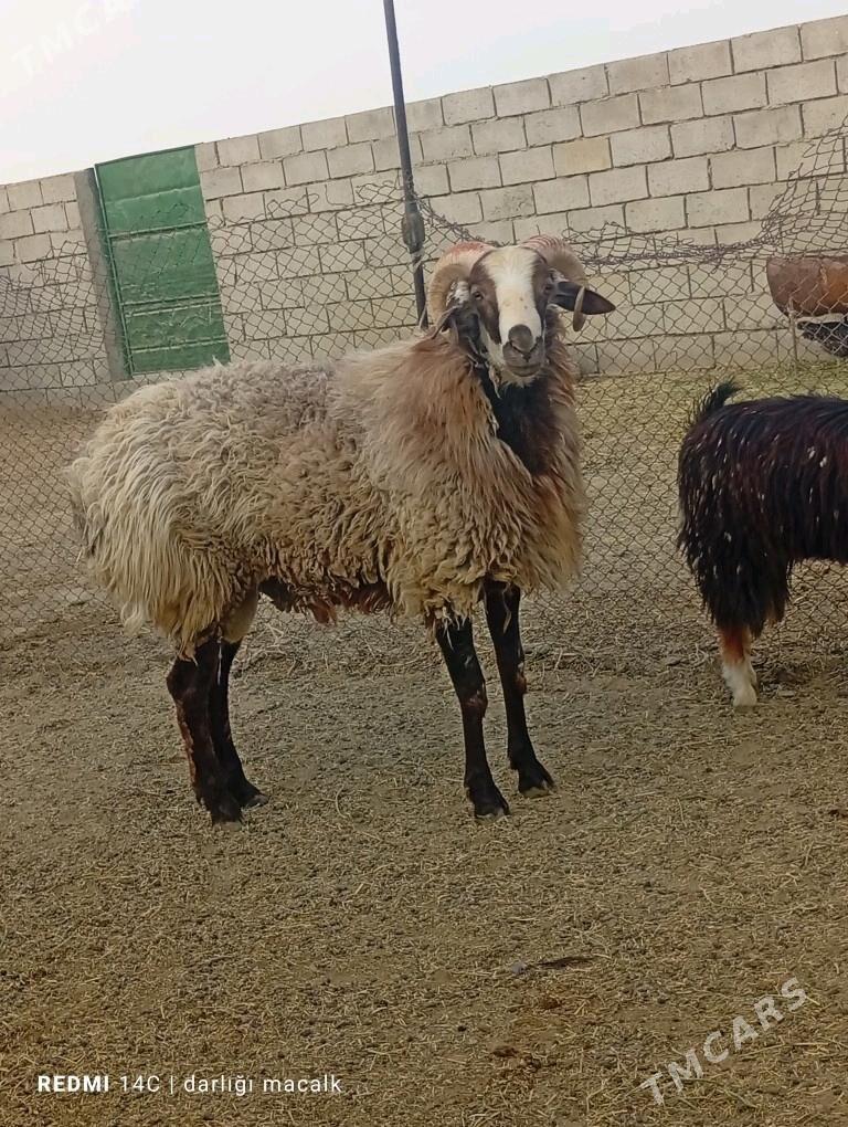 Goç - Etrek - img 2