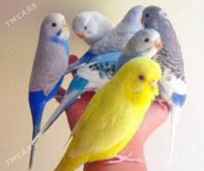 popugay setka - Ашхабад - img 2