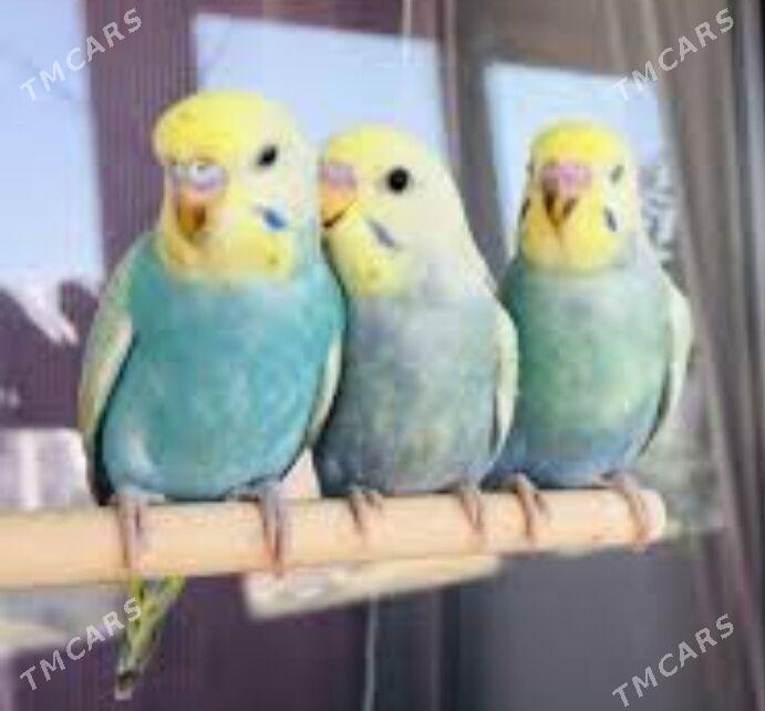 popugay volnisdy - Aşgabat - img 2