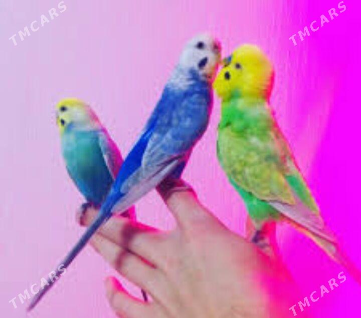 popugay volnisdy - Aşgabat - img 5