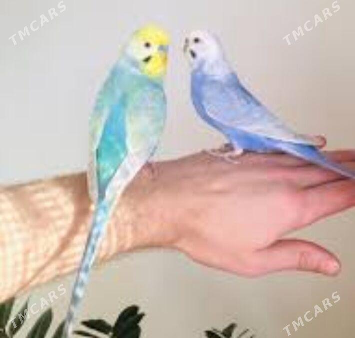 popugay volnisdy - Aşgabat - img 4