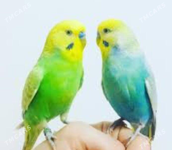 popugay volnisdy - Aşgabat - img 3