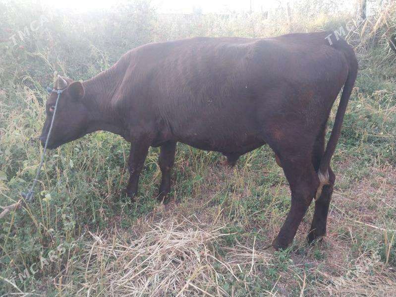 okuzler - Чарджоу - img 3