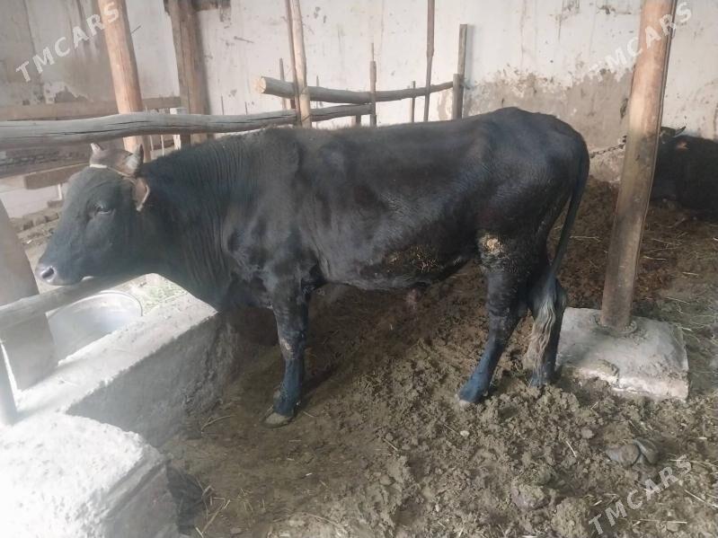 okuzler - Чарджоу - img 2