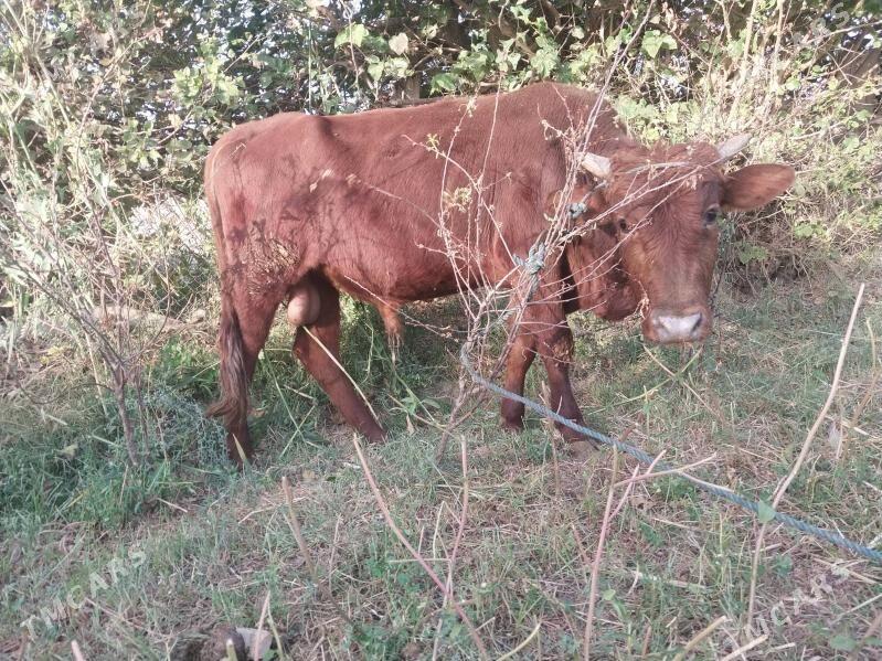 okuzler - Чарджоу - img 4