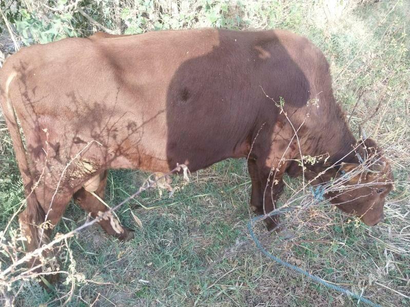 okuzler - Чарджоу - img 5