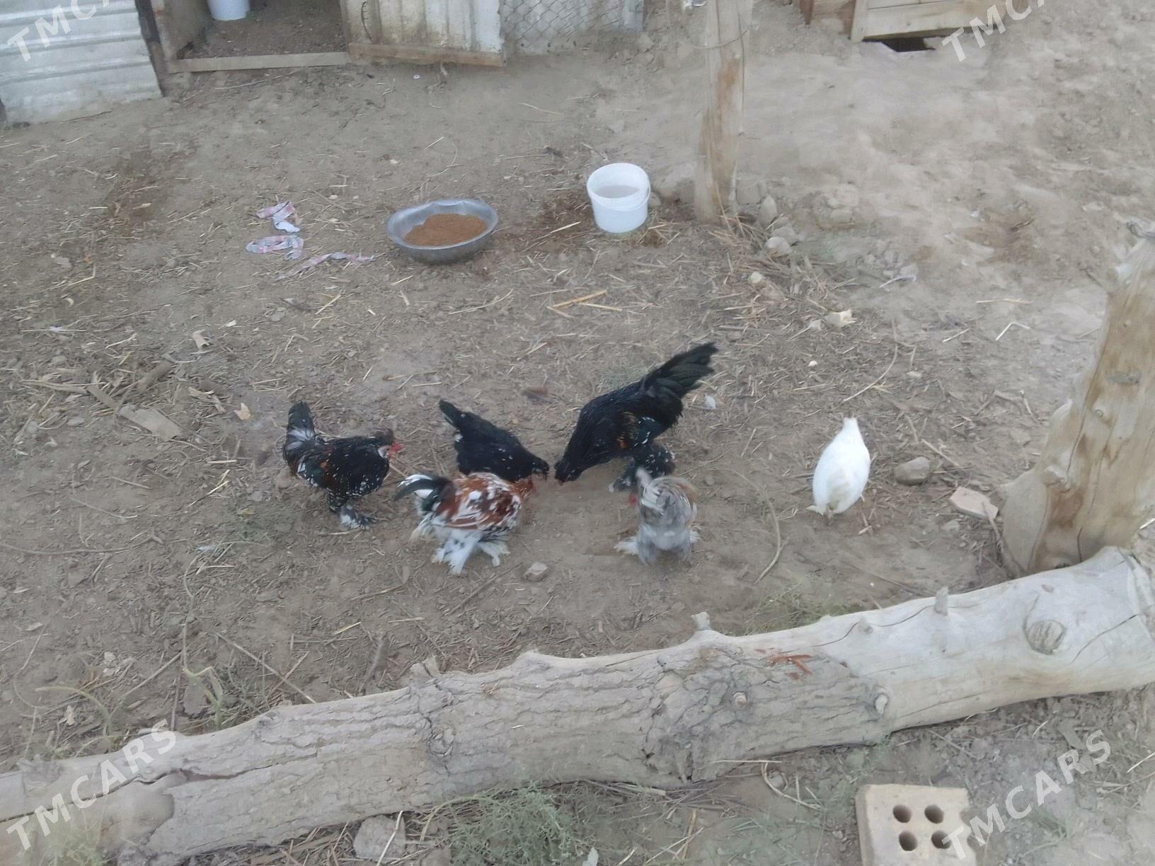 towuk - Мары - img 1