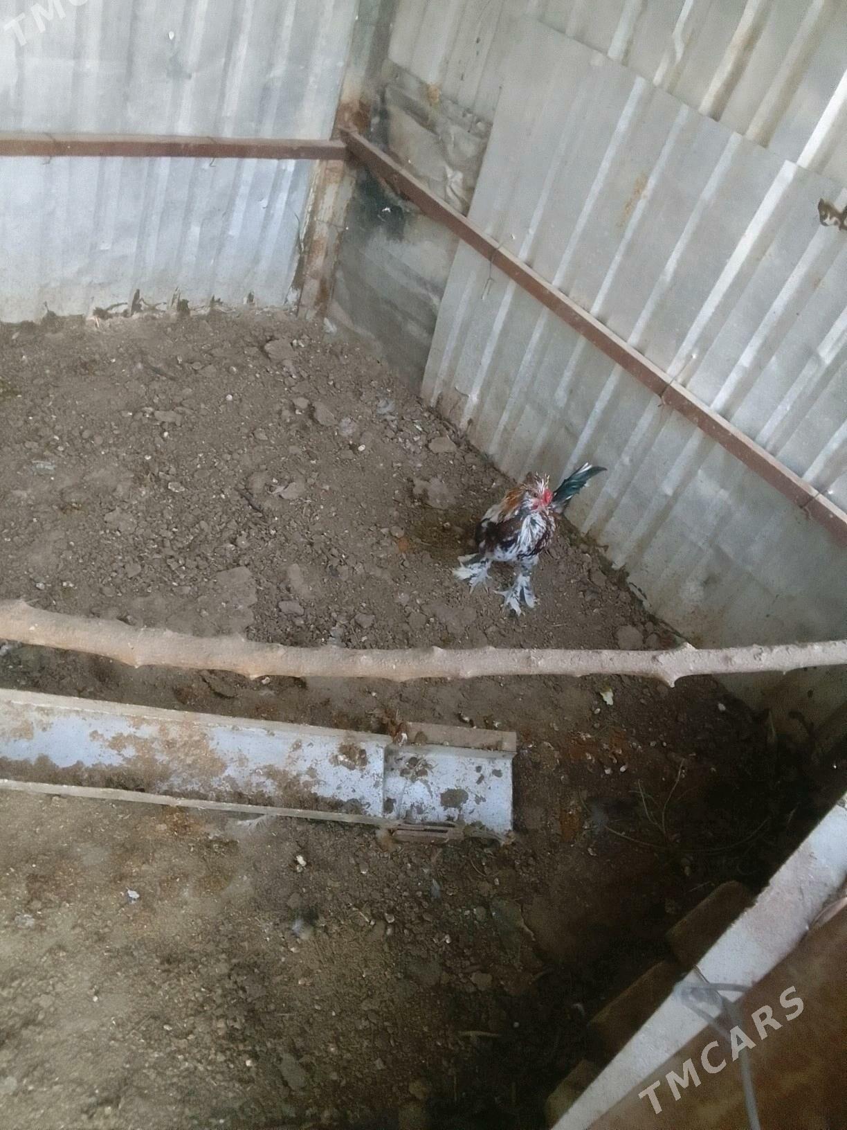 towuk - Мары - img 3