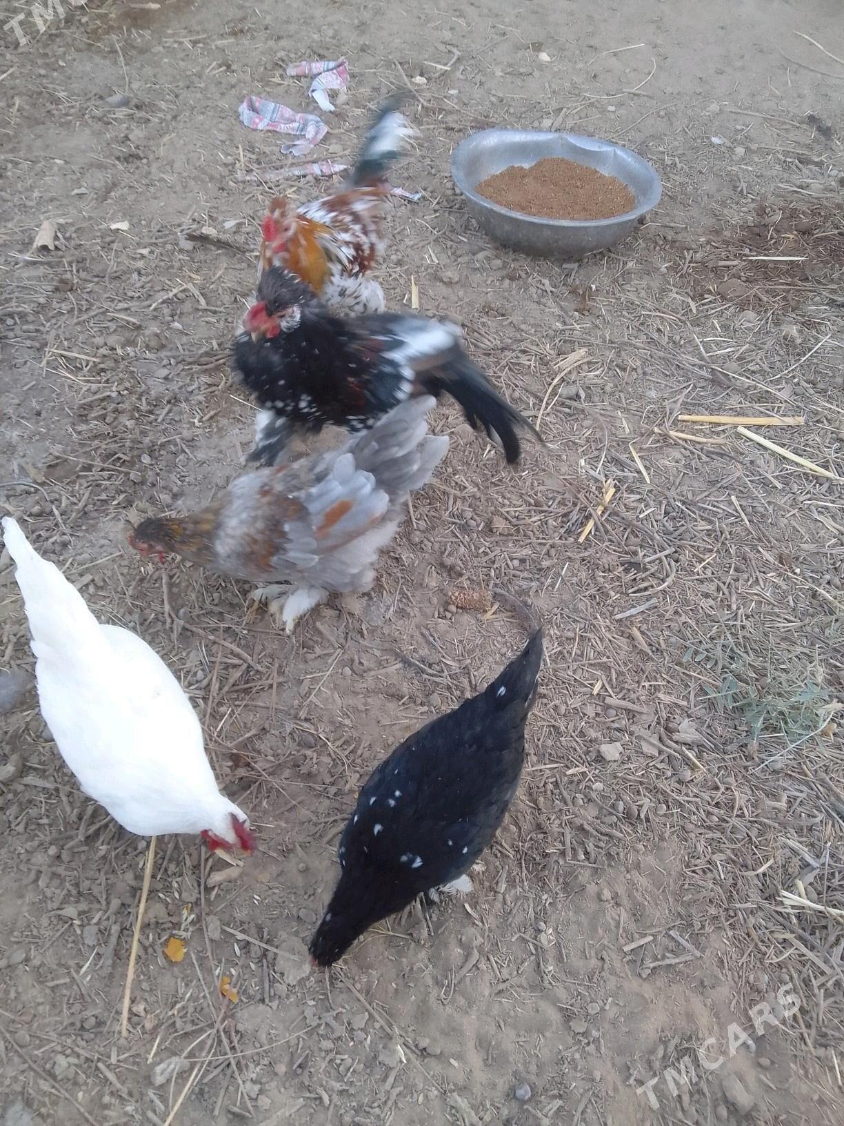 towuk - Мары - img 2