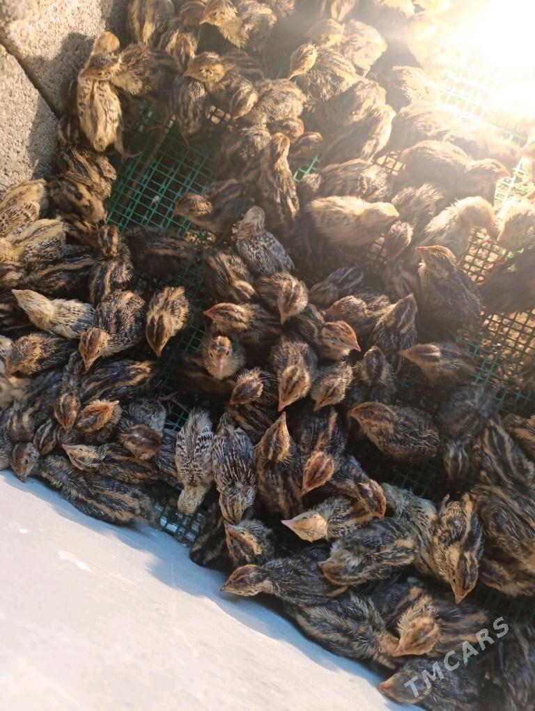 bedene juyje - Анев - img 2