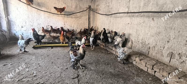 HORAZ ORDEK INDAUTKA - Bagyr - img 1