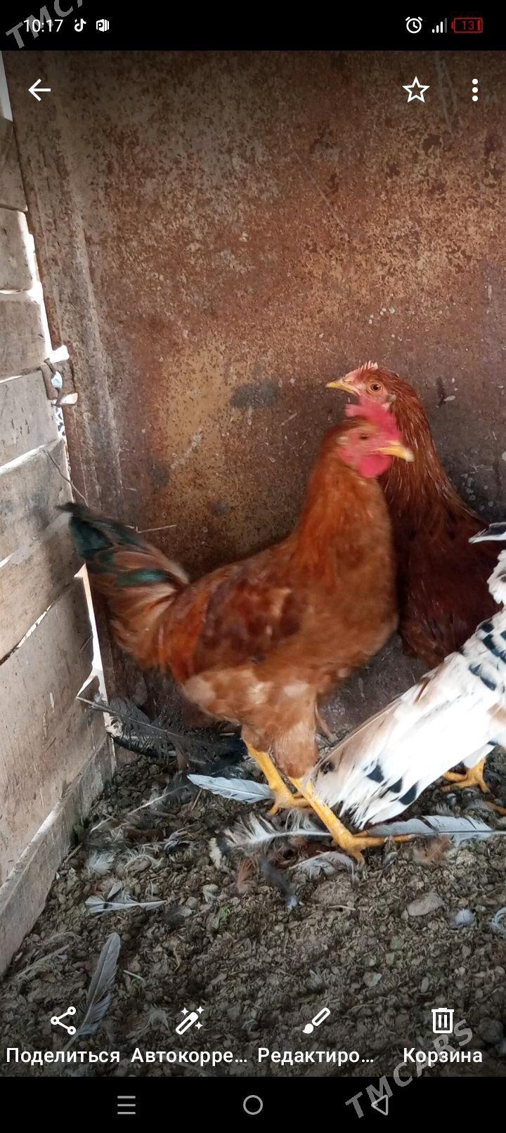 mesni horaz - Mary - img 2