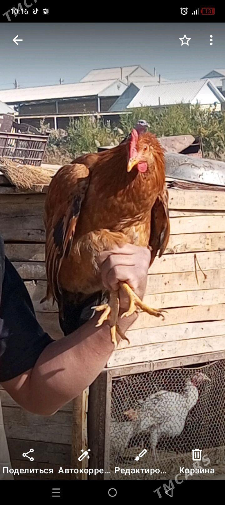 mesni horaz - Mary - img 1