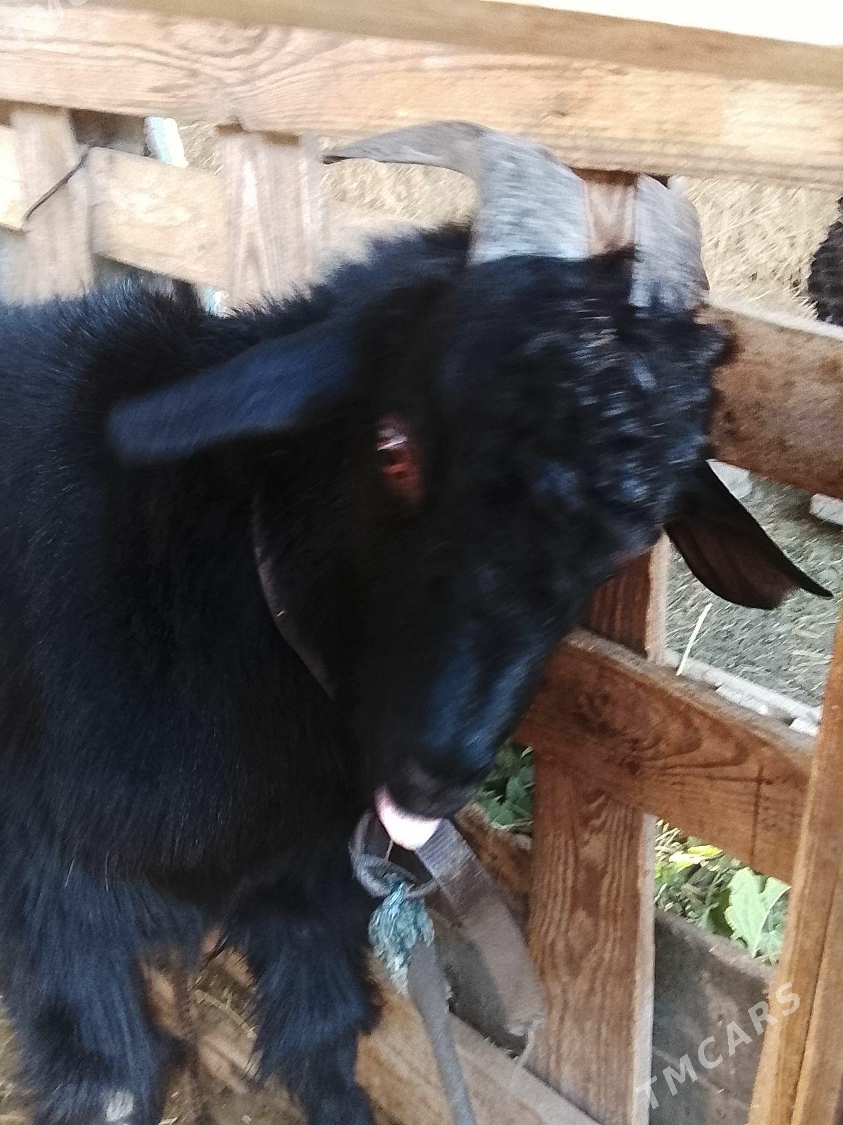 Teke - Aşgabat - img 3