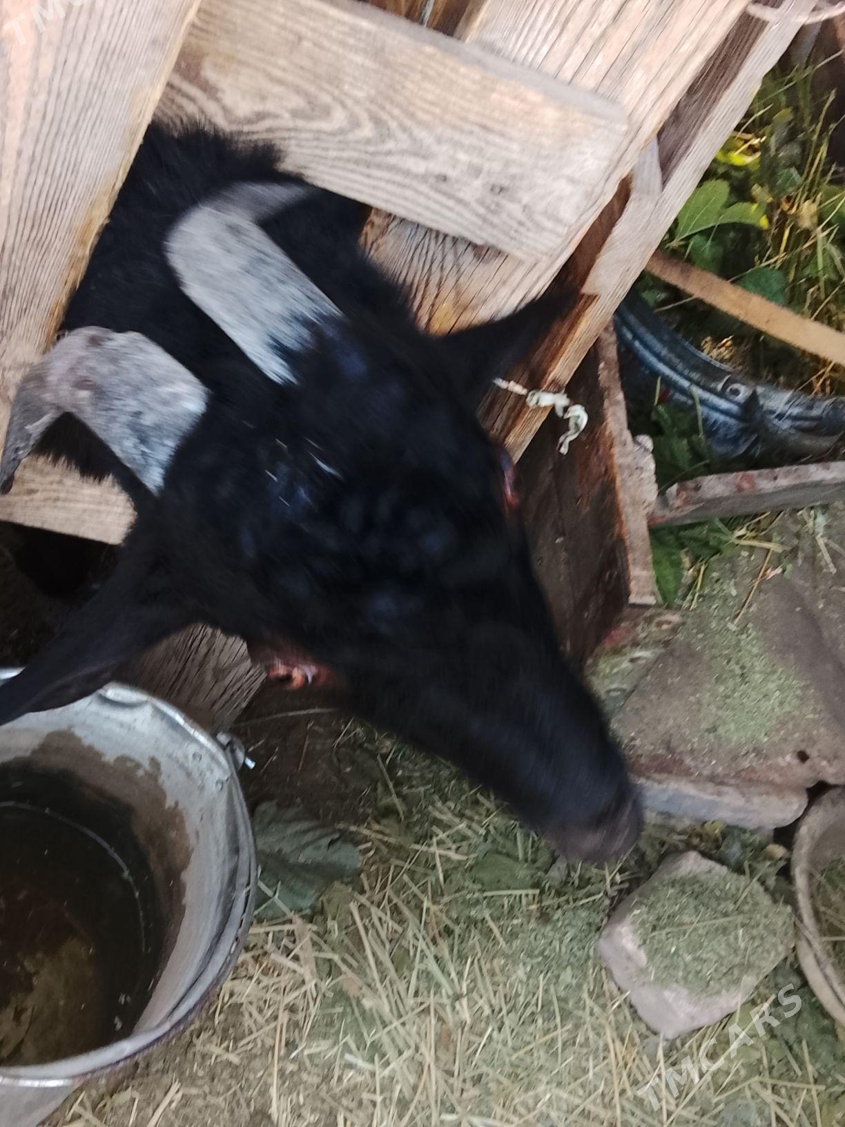 Teke - Aşgabat - img 1