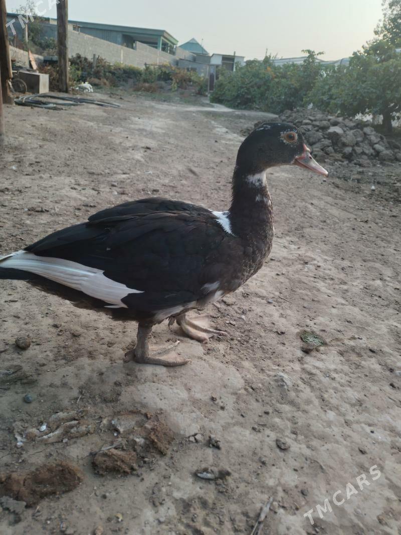 ordek juyje - Херрикгала - img 1