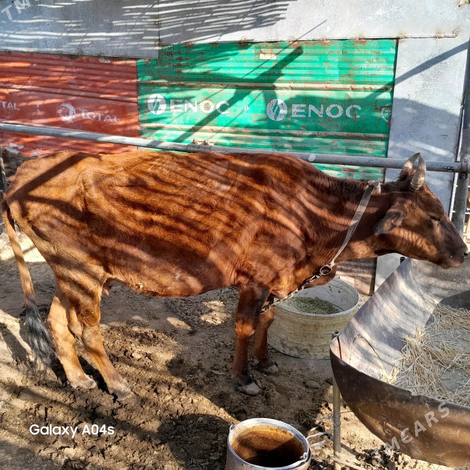 sygyr - Сакарчага - img 3