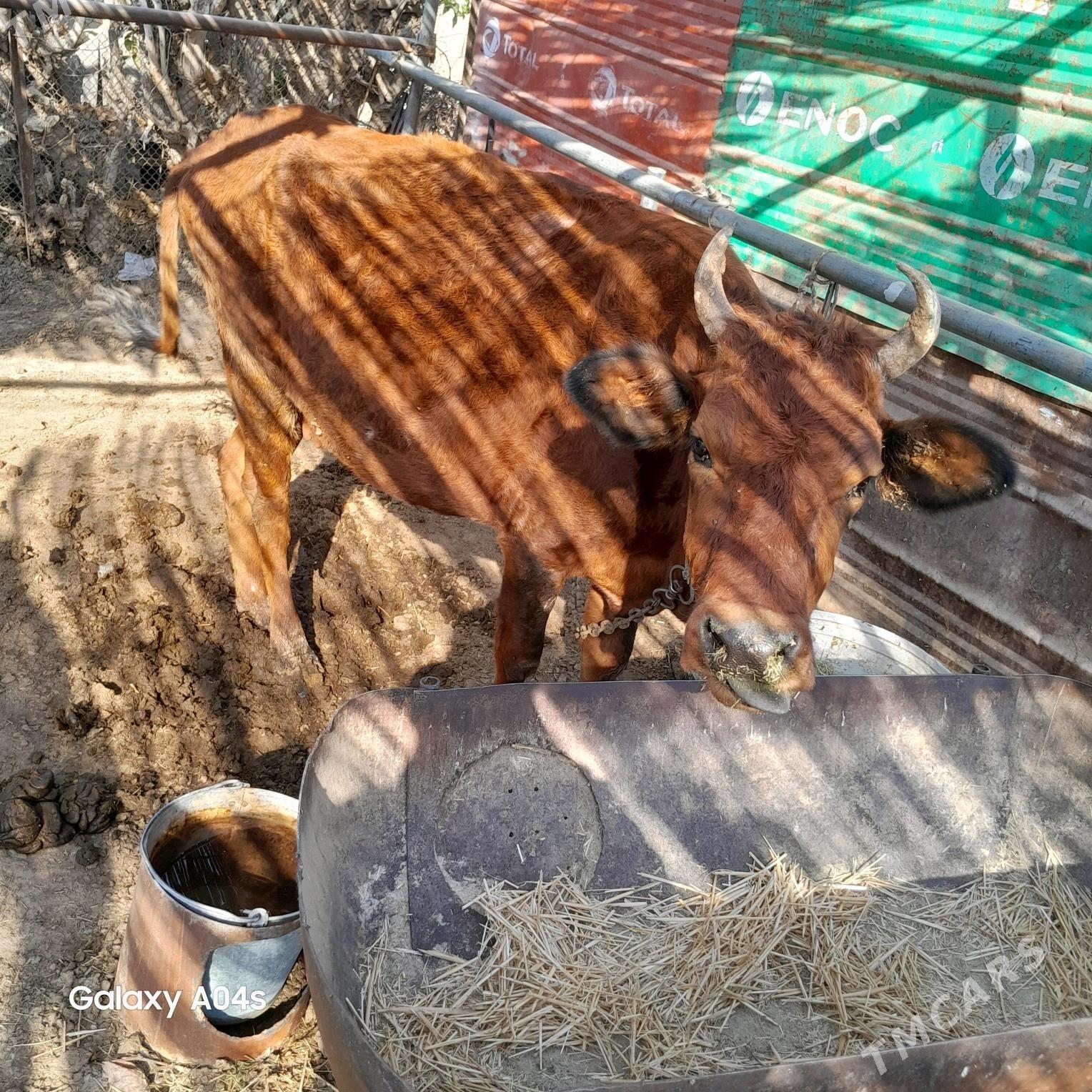 sygyr - Сакарчага - img 2