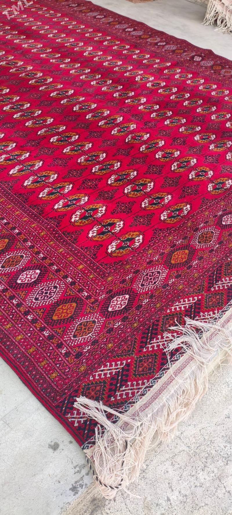 el haly 3/6 - Bäherden - img 2