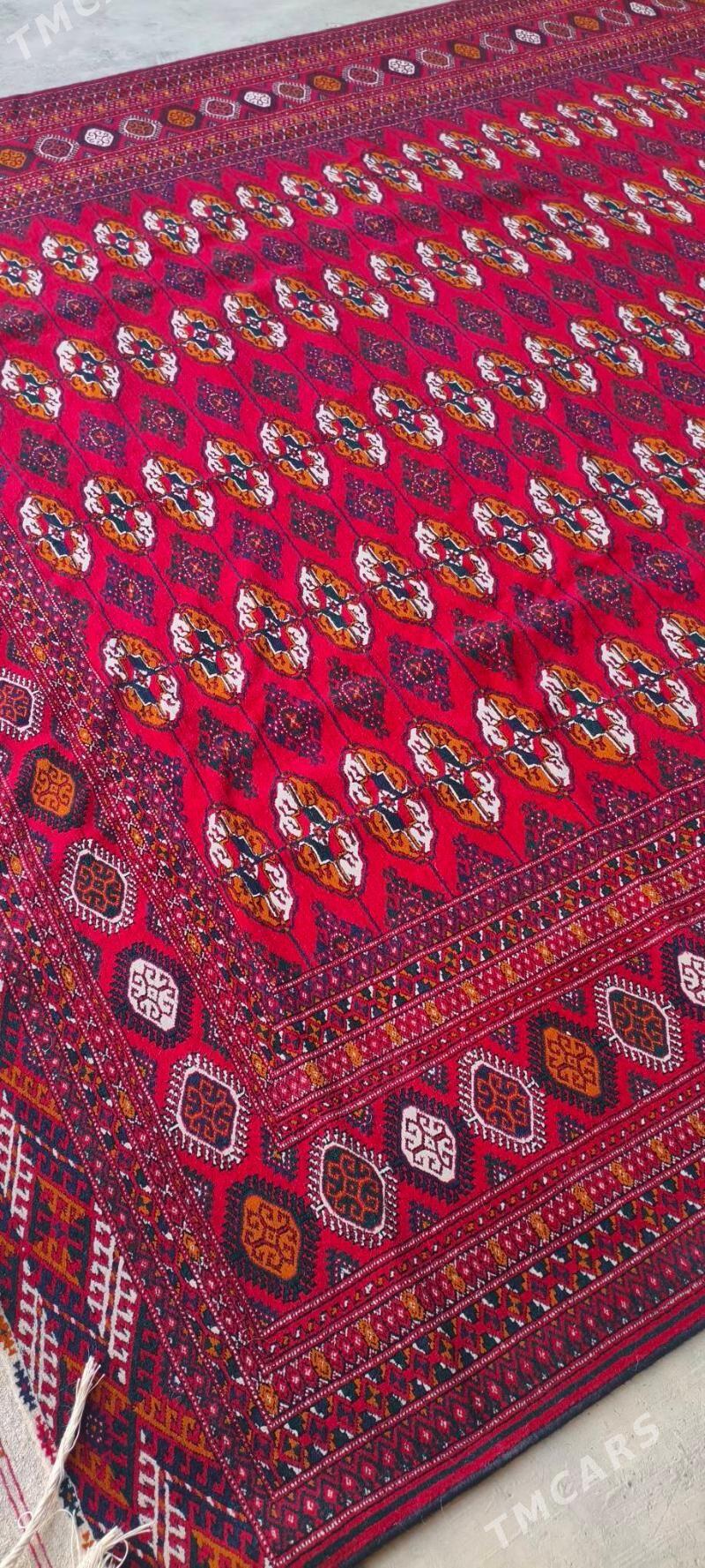 el haly 3/6 - Bäherden - img 4