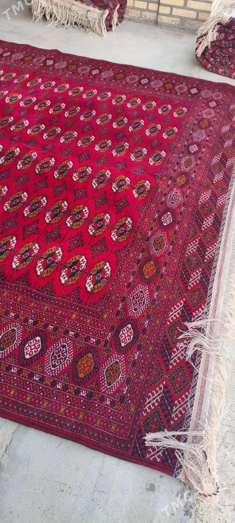 el haly 3/6 - Bäherden - img 5