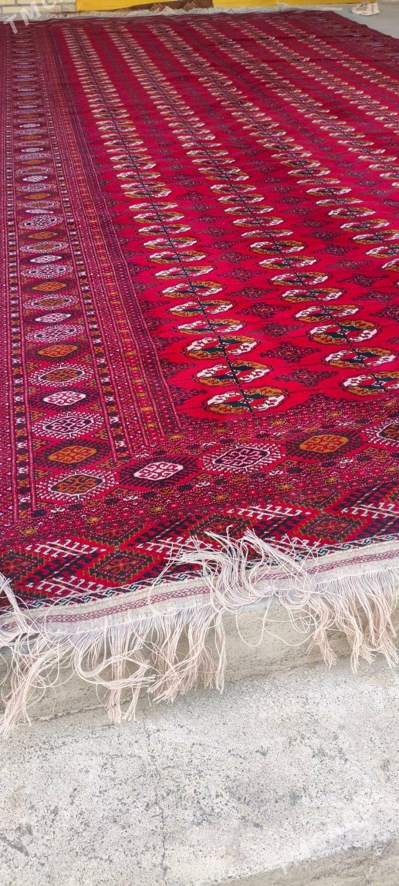 el haly 3/6 - Bäherden - img 3